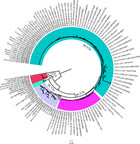 Detection of PCV2e strains in Southeast China [PeerJ]