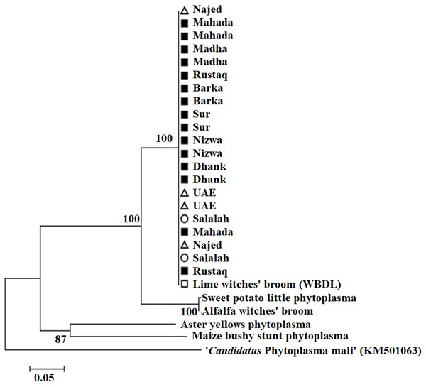 Phylogenetic analysis using the SAP11 gene of phytoplasma strains sampled in acid lime trees grown in desert areas (circle), semitropical areas (triangle), and subtropical areas (square).