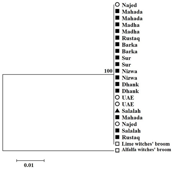 Phylogenetic analysis of 21 isolates sampled in acid lime trees grown in desert areas (circle), semitropical areas (triangle), and subtropical areas (square) based on the combined Imp and SAP11 gene sequences.