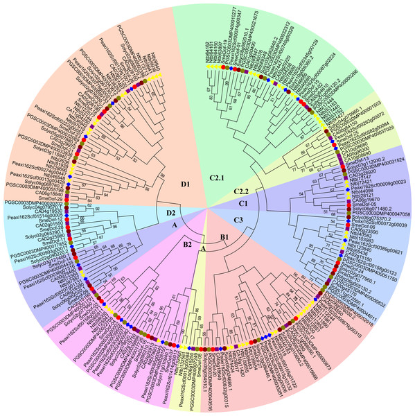 The phylogenetic tree of the Dof. genes from six plant species in Solanaceae.