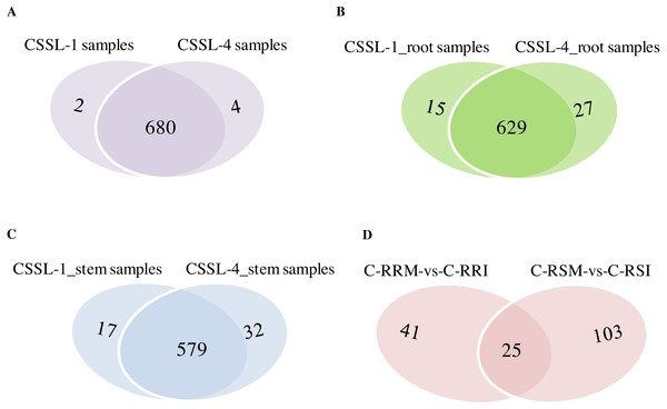 Comparison of circRNAs between CSSL-1 and CSSL-4.
