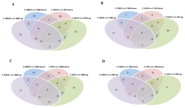 Comparison of differential expressed circRNAs being divided into up-regulated circRNAs and down-regulated circRNAs between two sample comparisons.