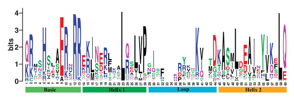 The DNA binding domain alignment logo of poplar bHLH family.