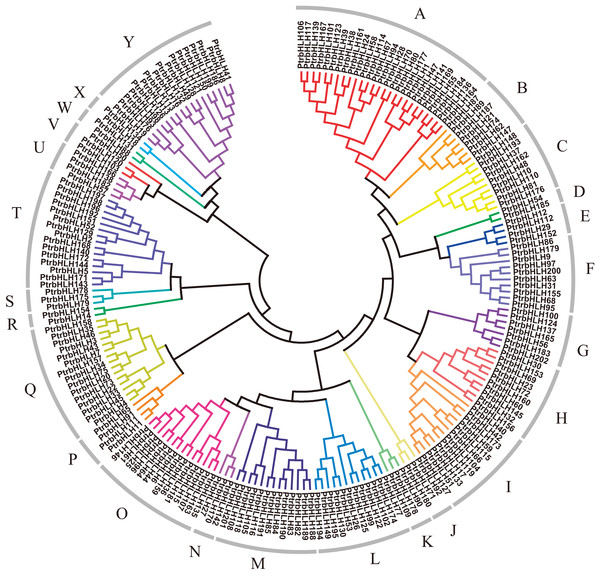 Dendrogram of bHLH gene family proteins.