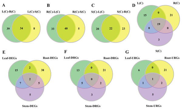 Venn diagrams of tissue-differential bHLH genes and DEGs challenged with salinity.