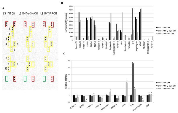 Partial secretome analysis of conditioned media from LS 174T cell lines.