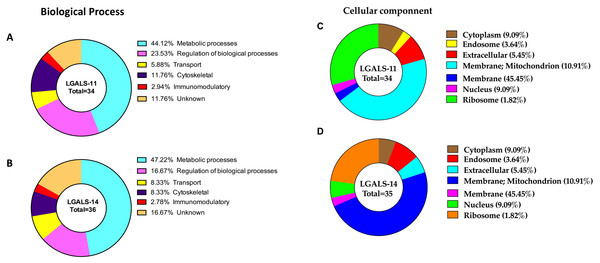 Categorisation of proteins in the adult stage of Haemonchus contortus that interacted with host galectins.