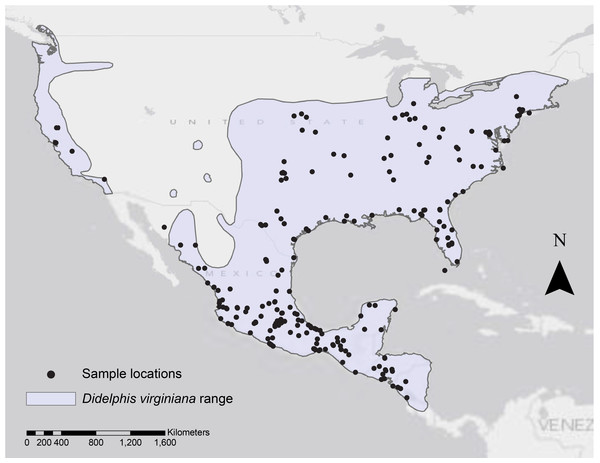 Geographic range of Didelphis virginiana and collecting localities.