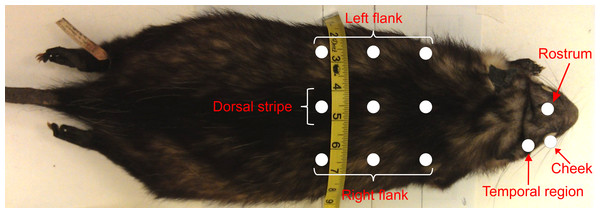Sites on Didelphis virginiana museum skin from which reflectance measurements were taken.