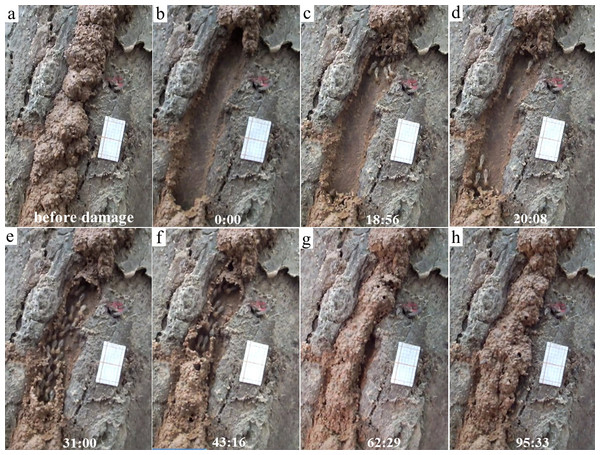 Repairing and escaping behaviors of Odontotermes formosanus individuals.