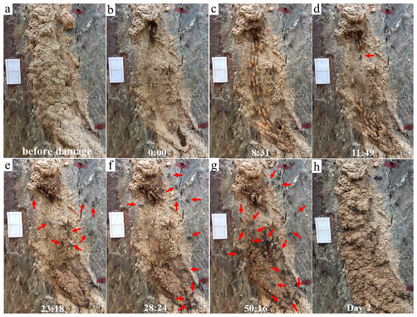 Behaviors of individual termites in response to the presence of ants.