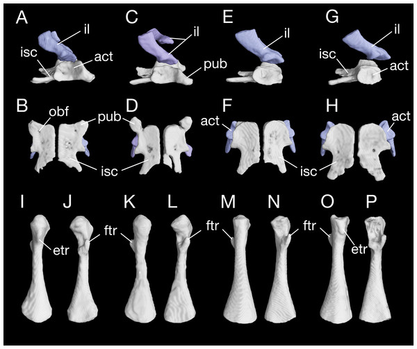 Pelvis and femur of Batrachuperus londongensis Pelvis of CIB 65I0013/14380 in right lateral (A) and ventral (B) views; pelvis of CIB 14381 in right lateral (C) and ventral (D) views; pelvis of CIB 14482 in right lateral (E) and ventral (F) views; pelvis of CIB 14487 in right lateral (G) and ventral (H) views; left femur of CIB 65I0013/14380 in dorsal (I) and ventral (J) views; left femur of CIB 14381 in dorsal (K) and ventral (L)views; left femur of CIB 14482 in dorsal (M) and ventral (N) views; left femur of CIB 14487 in dorsal (O) and ventral (P) views.