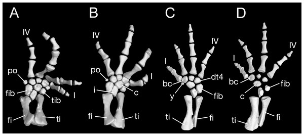 Lower hind limb of Batrachuperus londongensis (A) left lower hind limb of CIB 65I0013/14380; (B) left lower hind limb of CIB 14381; (C) left lower hind limb of CIB 14482; (D) left lower hind limb of CIB 14487.