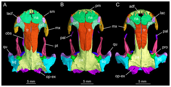 Skull roof of Batrachuperus londongensis (A) holotype CIB 65I0013/14380; (B) CIB 143481; (C) CIB 14482.