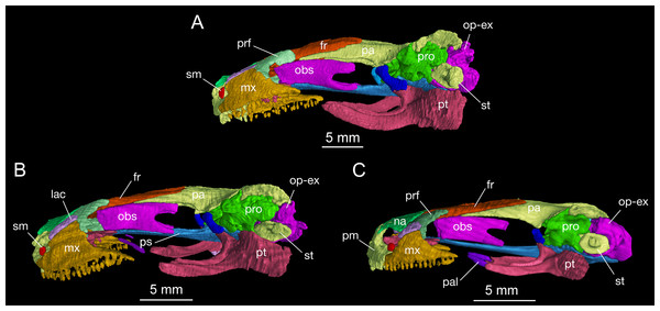 Lateral view of the skull of Batrachuperus londongensis (A) CIB holotype CIB 65I0013/14380; (B) CIB 143481; (C) CIB 14482.