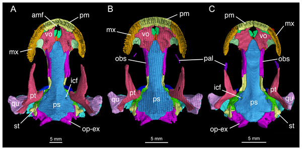 Palatal view of the skull of Batrachuperus londongensis (A) holotype CIB 65I0013/14380; (B) CIB 143481; (C) CIB 14482.