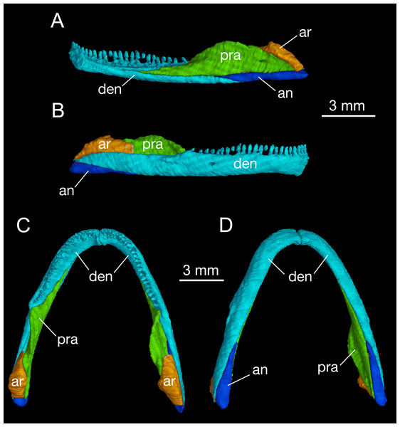 Mandible of Batrachuperus londongensis right mandible of CIB 14482 in medial (A) and lateral (B) views; mandibular arch of CIB 14482 in dorsal (C), and ventral (D) views.