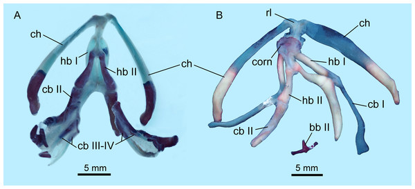 Hyobranchial apparatus of Batrachuperus londongensis (A) CIB 14499, showing a neotenic pattern with extra ceratobranchials III and IV; (B) CIB 14504, showing a postmetamorphic pattern with ceratobranchials III and IV entirely lost by resorption.