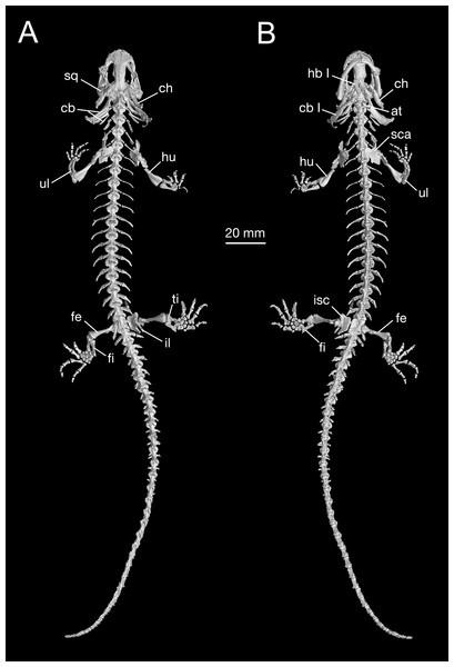 Holotype skeleton of Batrachuperus londongensis (CIB 65I0013/14380) 3D reconstruction of whole body of the holotype skeleton in dorsal (A) and ventral (B) views.