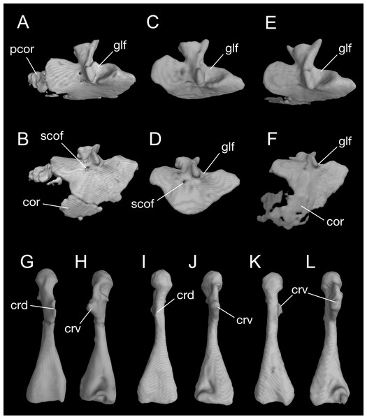Pectoral girdle and upper arm of Batrachuperus londongensis CIB 65I0013/14380, left scapulocoracoid in lateral (A) and lateroventral (B) views; left scapulocoracoid of CIB 14381 in lateral (C) and lateroventral (D) views; left scapulocoracoid of CIB 14504 in lateral (E) and lateroventral (F) views; left humerus of CIB 65I0013/14380 in dorsal (G) and ventral (H) views; right humerus of CIB 14381 in dorsal (I) and ventral (J) views; left humerus of CIB 14504 in dorsal (K), and ventral (L) views.