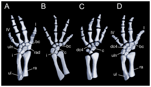 Left forearm of Batrachuperus londongensis (A) CIB 14381; (B) CIB 14484; (C) CIB 14487; (D) CIB 14507.