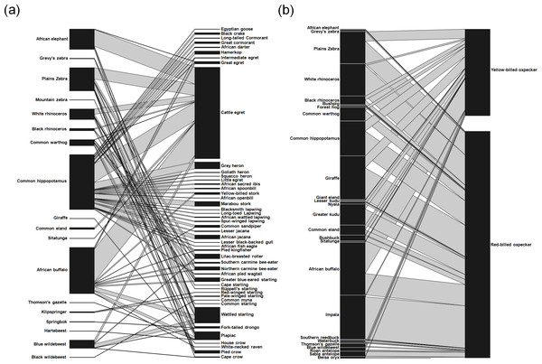 Quantitative bird–mammal association webs for (A) non-oxpecker species and (B) oxpeckers only.