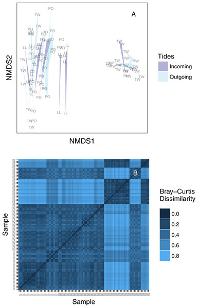 (A) Ordination plot (non-metric multidimensional scaling; NMDS) plot of Bray–Curtis dissimilarities among sequenced replicates, by sampling bottle (polygon) and tide (polygon color). Polygons connect communities sequenced from replicate PCR reactions of the same sampled bottle of water. (B) The same data shown as a heatmap, ordered by site identity. Only the Twanoh samples (upper right) stand out as having substantial heterogeneity, reflecting the two different communities present during different sampling events at that site.