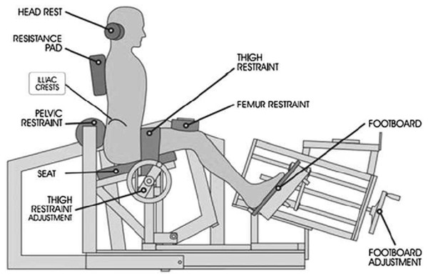 Restraint system for the MedX Isolated lumbar extension machine.