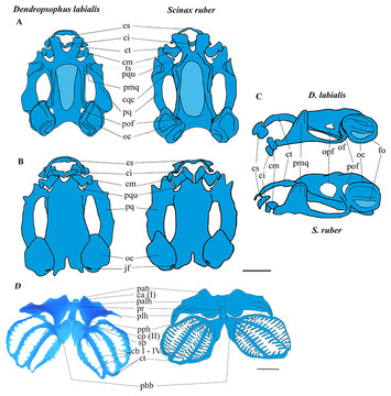 Comparative description and ossification patterns of Dendropsophus ...