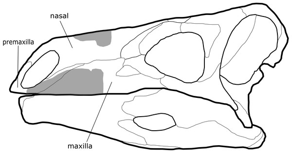 Comparison of cranial material of Paranthodon africanus NHMUK R47338 with that of Stegosaurus.