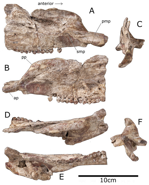 Premaxilla and maxilla of Paranthodon africanus NHMUK R47338.