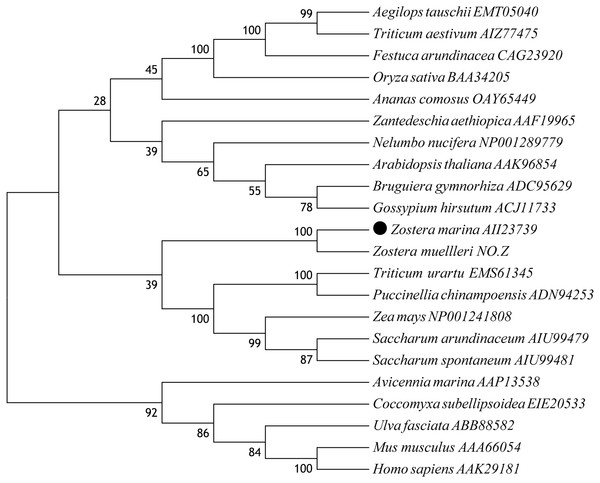 Phylogenetic analysis based on amino acid sequences of ZmCAT and other known CATs.