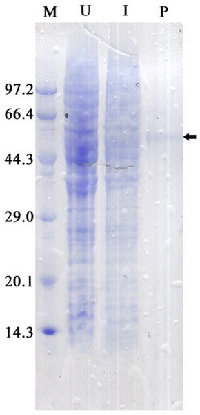 SDS-PAGE analysis of recombinant Zm. CAT protein expressed in E. coli BL21 (DE3).