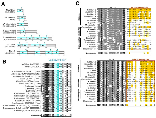 Sequence analysis of diatom Na+/Ca2+ VGCs and PbTx binding site.