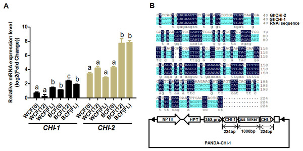 Analysis of GhCHI-1 and GhCHI-2 gene expression in brown cotton.