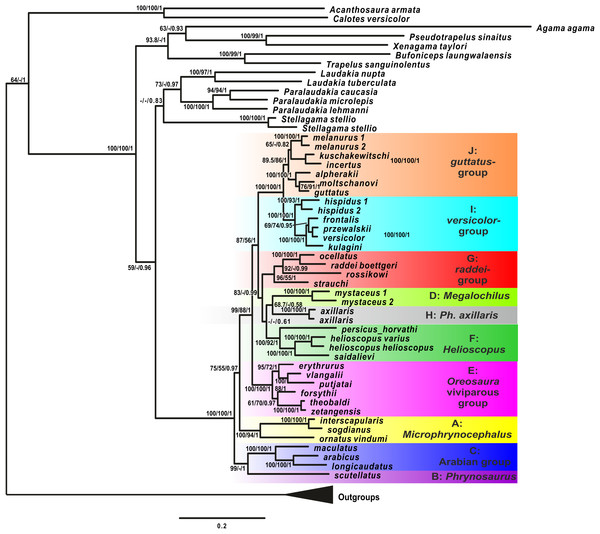 Mitochondrial genealogy of the genus Phrynocephalus on the base of 2,703 bp (partial COI, Cytb, ND2, ND4 sequences).