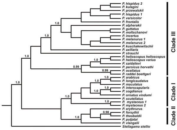 Species tree reconstructed by *BEAST analysis with the nuclear genes RAG-1, BDNF, AKAP9, and NKTR.