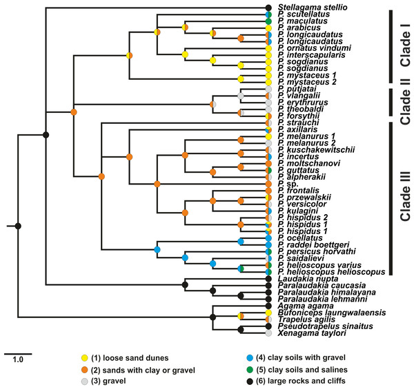 Evolution of habitat preference in the Agaminae including the genus Phrynocephalus.