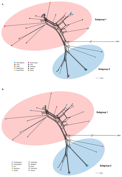 Phylogenetic networks of the CP gene from 36 OrMV isolates from different countries (A) and hosts (B).