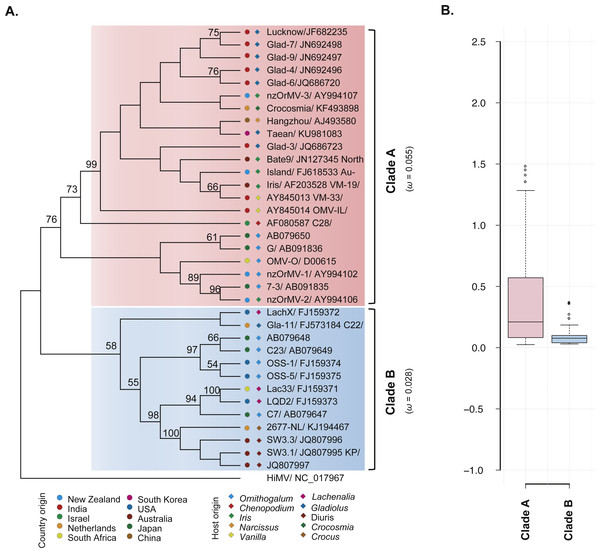 Evolutionary relationship of the CP gene from the 35 recombination-free OrMV isolates and comparison of dN/dS values between the two clades.