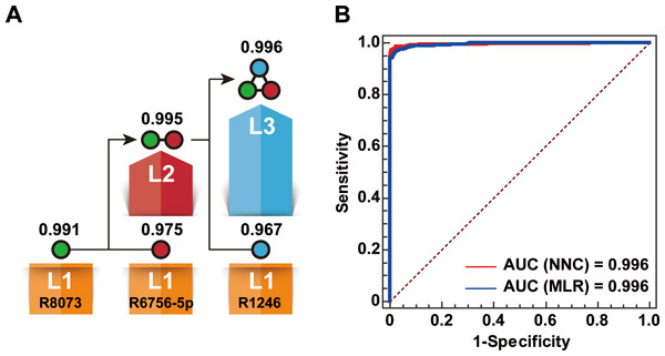 Establishment of the NNC model.