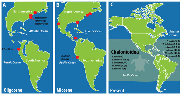 Paleogeographic reconstruction of South America and the fossil and extant distribution of chelonioidid marine turtles.