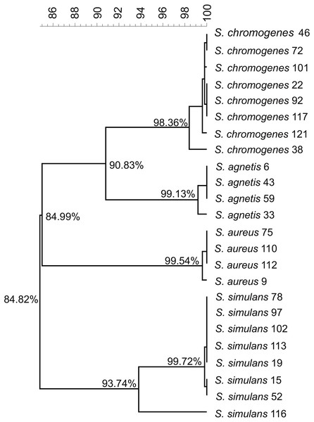 Phylogenetic tree based on the rpoB.-gene sequences of all the 24 Staphylococcus isolates.