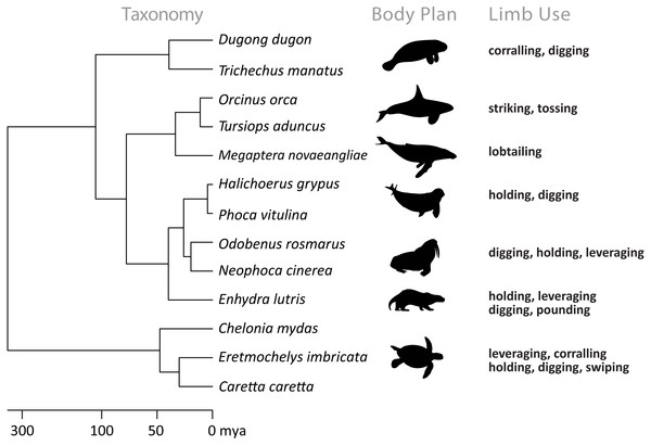Evolutionary links between marine tetrapods known to use limbs while feeding and the diversity of body plans and types of limb use.