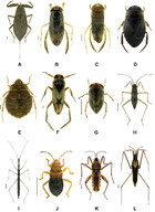 From water striders to water bugs: the molecular diversity of aquatic ...