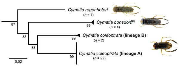 Subtree of the neighbour-joining topology of the analyzed species of the genus Cymatia Flor, 1860.