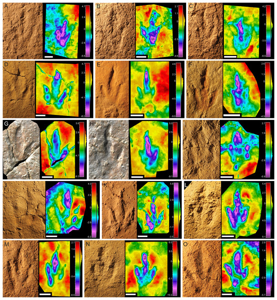 Pictures and false-color depth maps of the tracks with a high preservation grade that belong to the gracile morphotype.