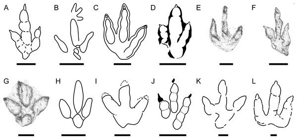 Main small-medium-sized tridactyl dinosaur footprints described in the Late Jurassic of Europe.