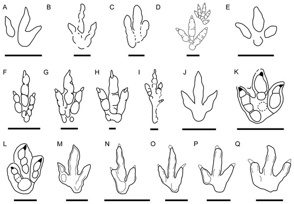 Small-medium-sized tridactyl dinosaur ichnotaxa with affinities with the described morphotypes.