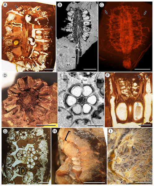 Infructescence and fruit structure of Viracarpon hexaspermum Sahni emend. Matsunaga, S.Y. Smith, & Manchester.